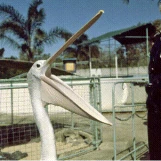 slide0043 image091 chph