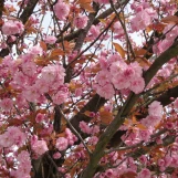 slide0033 image072 chph