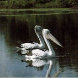 slide0042 image089 chph