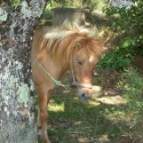 slide0011 image027 chph