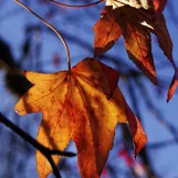 IMGP7355 rec et réd