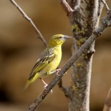 1-IMG 7050p1 - Tisserin gendarme
