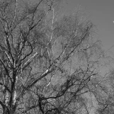 Hiver à Maurepas; janvier 2024