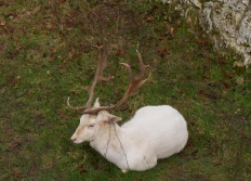 Château de Breteuil (A)