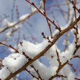 IMGP9467 Neige le 20 novembre 2024 à Maurepas