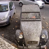 Rome Dégats pigeons