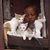 Chats monastère Birmanie