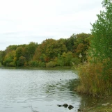 Etang d'Or (Rambouillet).