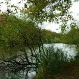 Etang d'Or (Rambouillet).