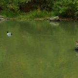 Etang d'Or (Rambouillet).