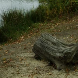 Etang d'Or (Rambouillet).