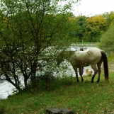 Etang d'Or (Rambouillet).