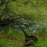 Etang d'Or (Rambouillet)