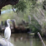 AIGRETTE GARZETTE-MG 1306-p-