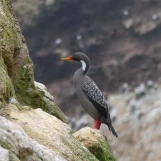 73 cormoran à pattes rouges 2