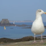 Mouette au Fort du Petit Bé
