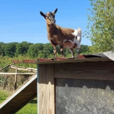 Au "Paradis de la Charnie" (Sarthe): vigie toujours à son poste. Photo réalisée par Françoise LANCERAUX