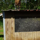 Au "Paradis de la Charnie" (Sarthe): vigie à son poste